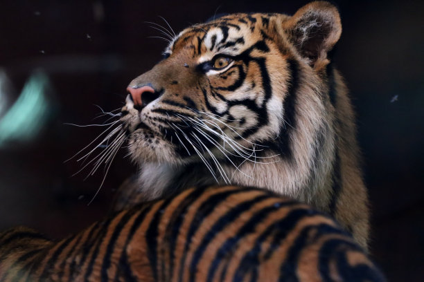 长胡须的苏门答腊虎图片下载