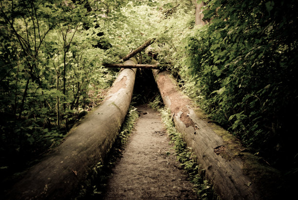 森林隧道图片下载