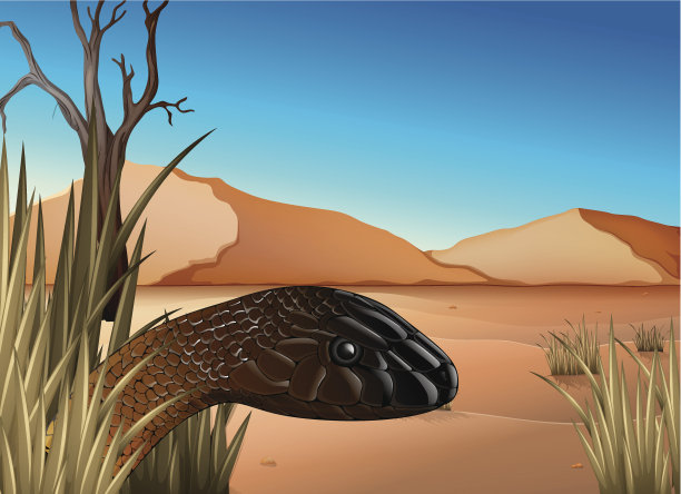 沙漠中的爬行动物图片下载