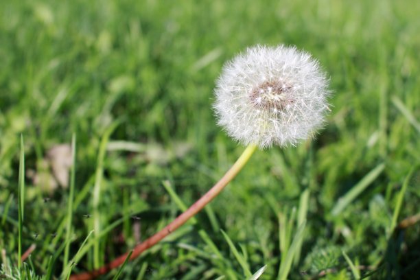 早晨阳光下的蒲公英图片下载