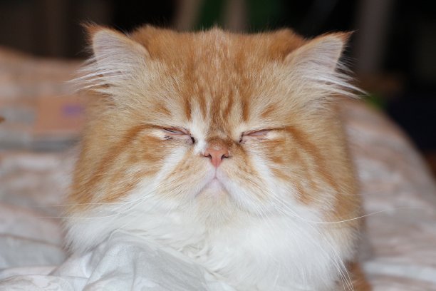 可爱的专注睡眠猫图片下载