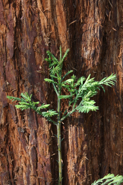 新生的树图片下载
