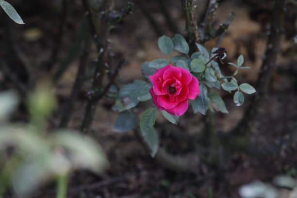 秋天花园里的玫瑰图片下载