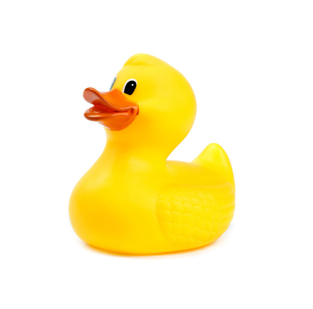 鸭子在白色的背景图片下载