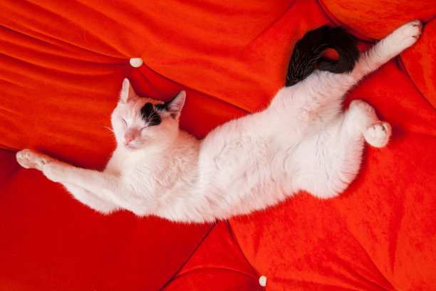 白色的猫躺在橙色的沙发上图片下载