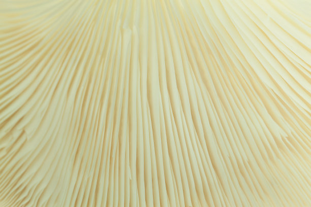 蘑菇的特写图片下载