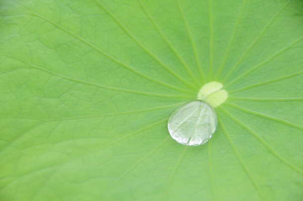 香蕉叶上的水滴图片下载