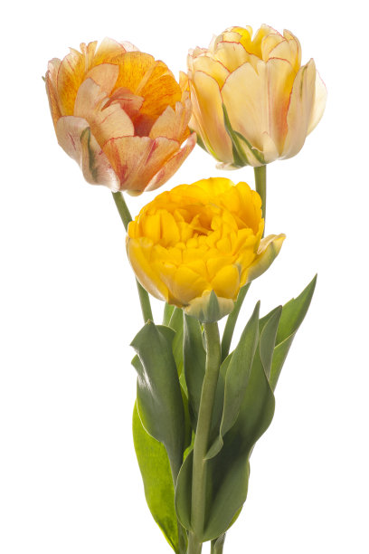 郁金香图片下载