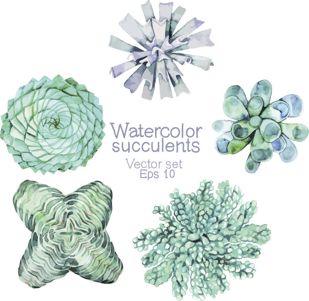 五种不同的水彩多肉植物图片下载