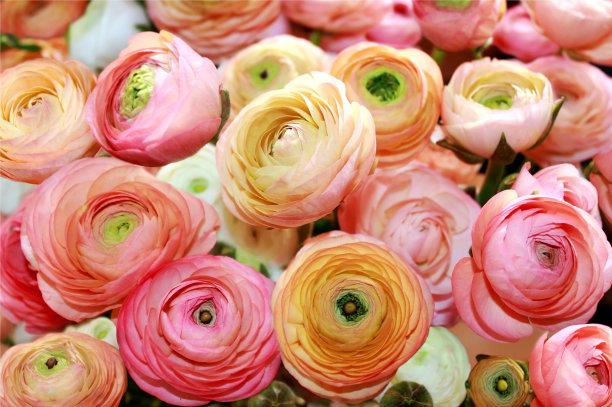 颜色的牡丹图片下载