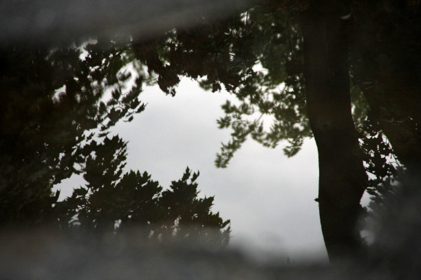 树反射图片下载