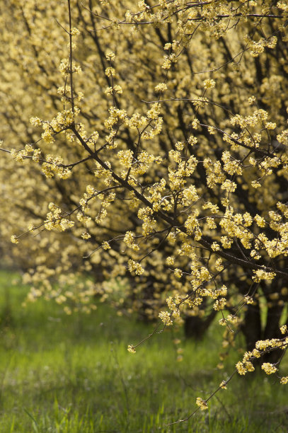 盛开的山茱萸图片下载