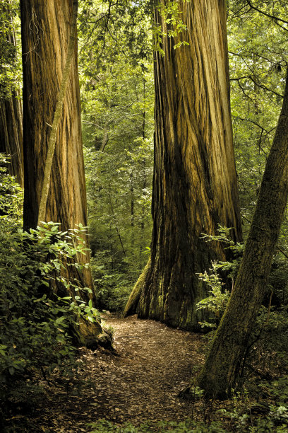 红杉森林图片下载