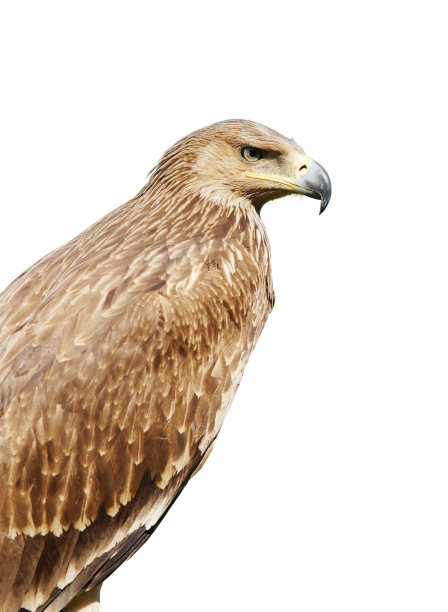 骄傲的侧面的鹰孤立在白色的背景图片下载