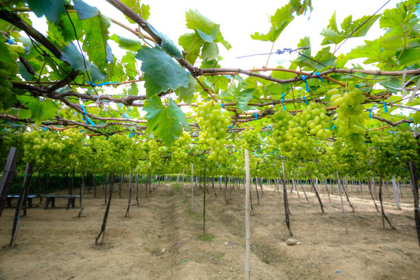 葡萄园图片下载