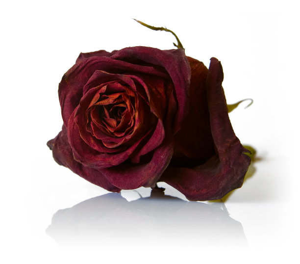 干红玫瑰花图片下载