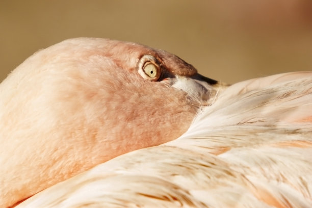 智利火烈鸟图片下载