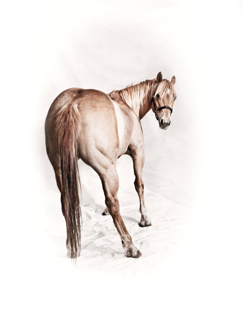 模型的马图片下载