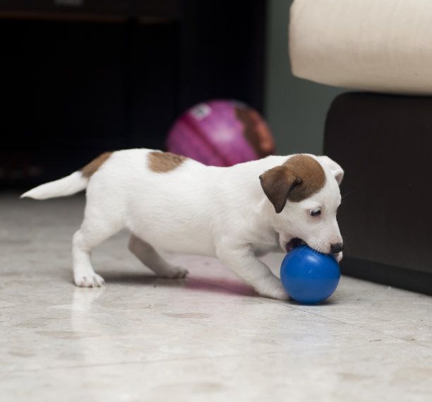 杰克罗素梗图片下载