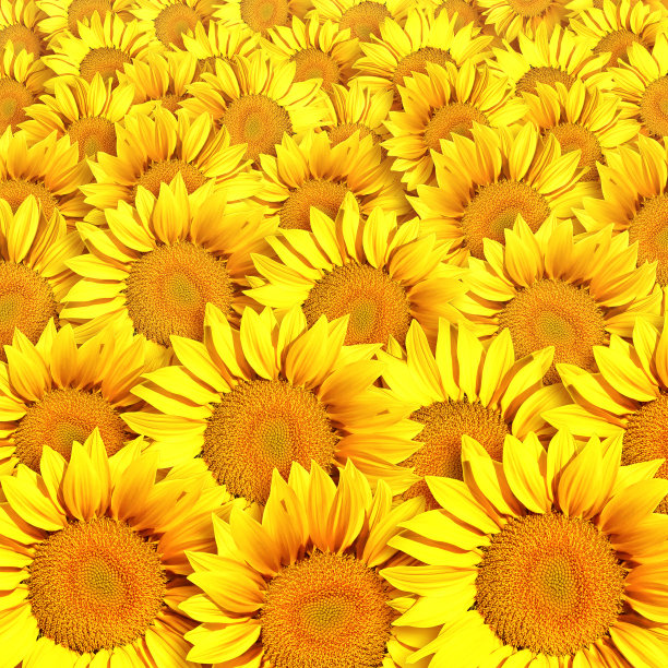 向日葵图片下载