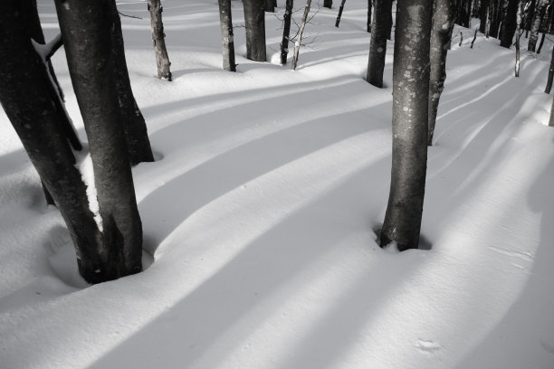 森林中的阴影图片下载