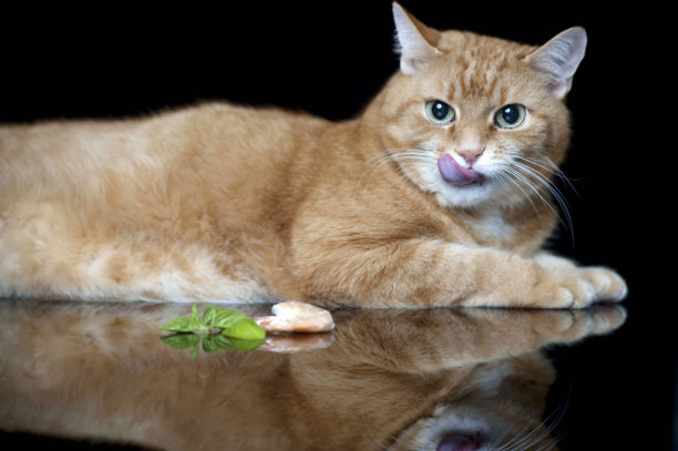 一只红猫和一只虾图片下载