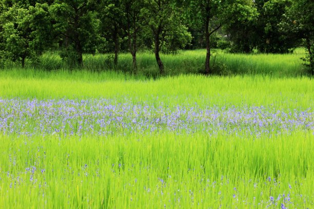 紫色的野花图片下载