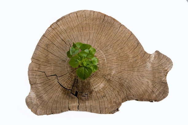 生长在树干中心的图片下载