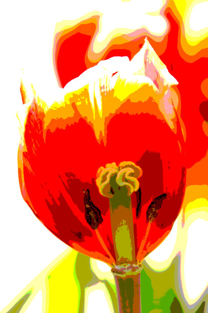 一半的郁金香切下来看花粉。图片下载