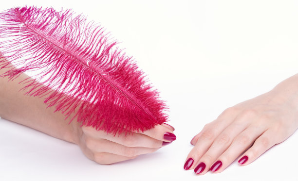 亮丽的美甲手握粉红羽毛图片下载