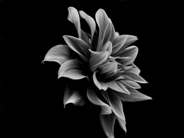 单色花园大丽图片下载