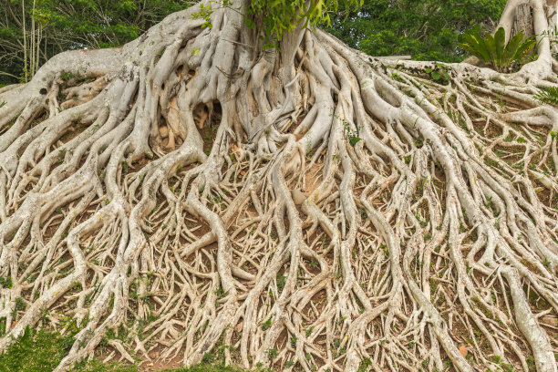 树根又长图片下载