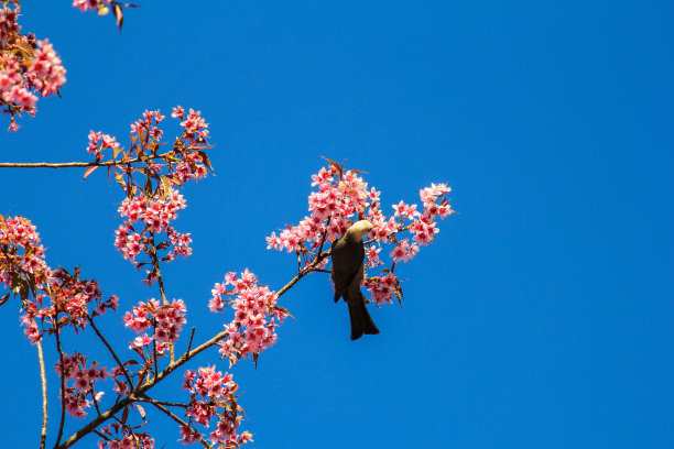 泰国樱花泰国清迈图片下载