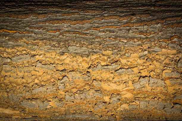 树皮纹理图片下载