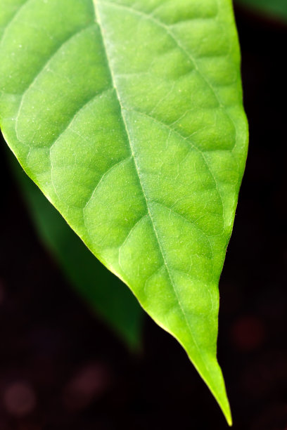 鳄梨叶图片下载