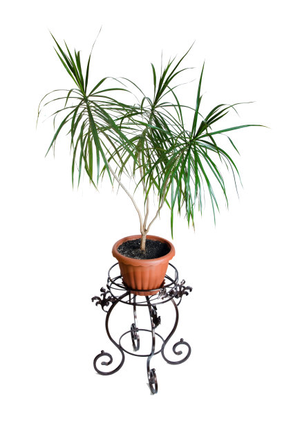 龙血树属植物marginata。图片下载