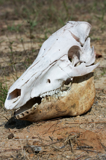 猪脑壳肖像图片下载