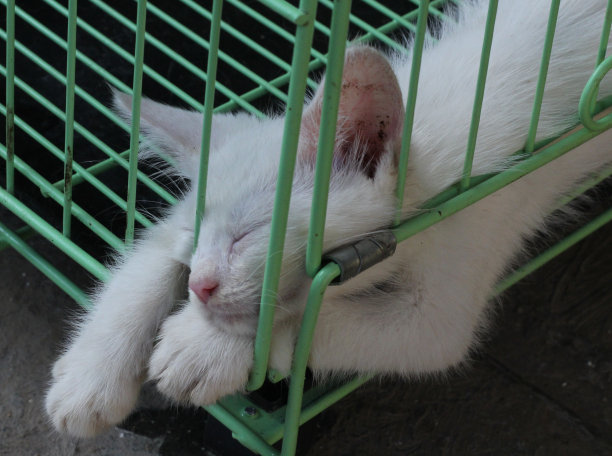 小猫在笼子里图片下载