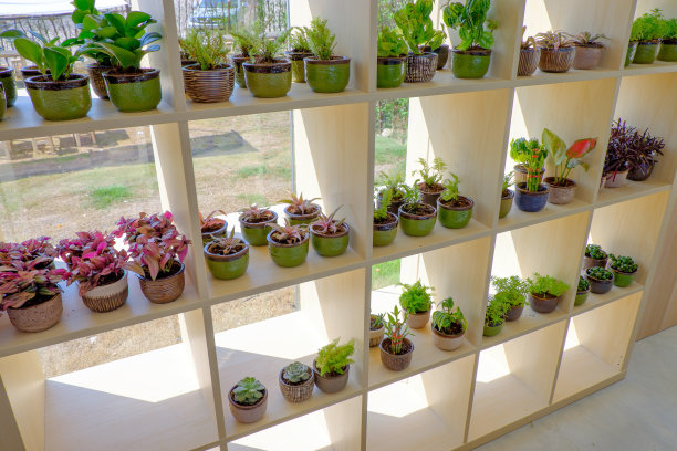 许多种迷你树图片下载