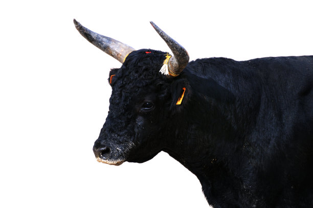 一个年轻的黑公牛孤立在白色的肖像图片下载