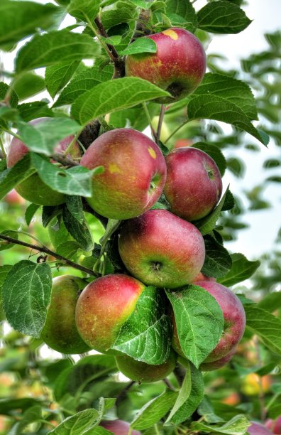 苹果在树上图片下载