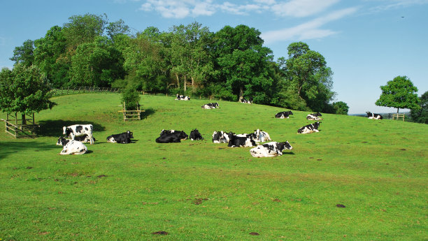 Holstein-Friesian奶牛图片下载