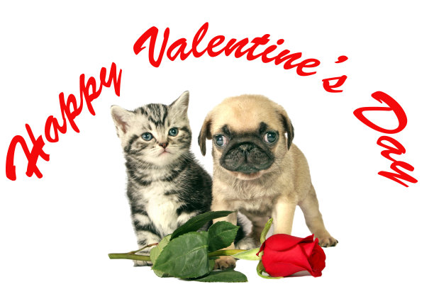 小狗和小猫作为礼物图片下载