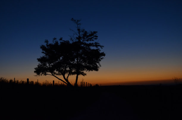 树的剪影在一个农场日落。图片下载