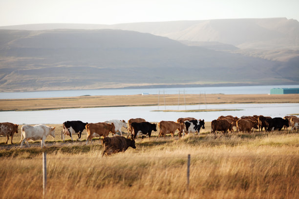 一群奶牛穿过冰岛西部斯奈费尔斯半岛的田野图片下载