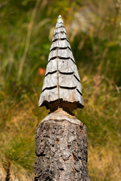 圣诞树-松树树干图片下载