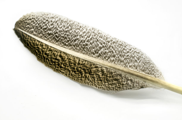 白色背景上美丽的羽毛图片下载