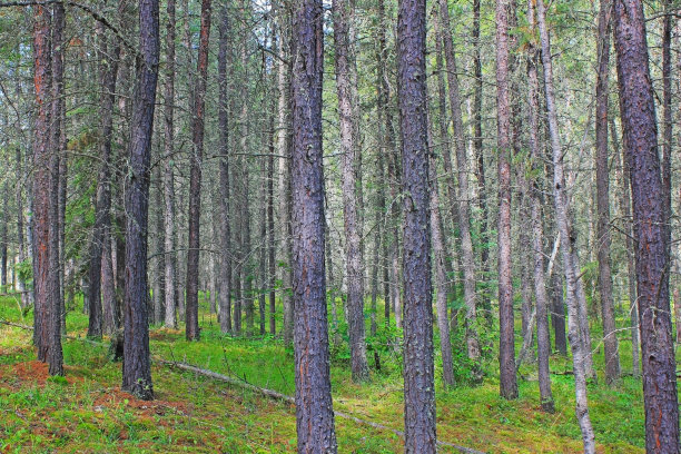 今天在树林里图片下载