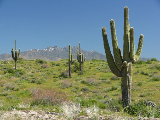 仙人掌和山图片下载