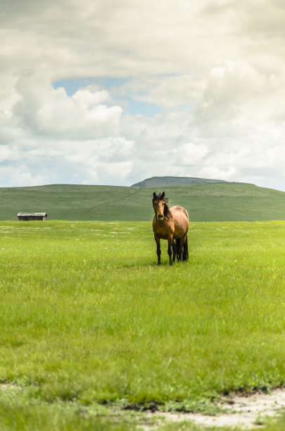 蒙古马图片下载